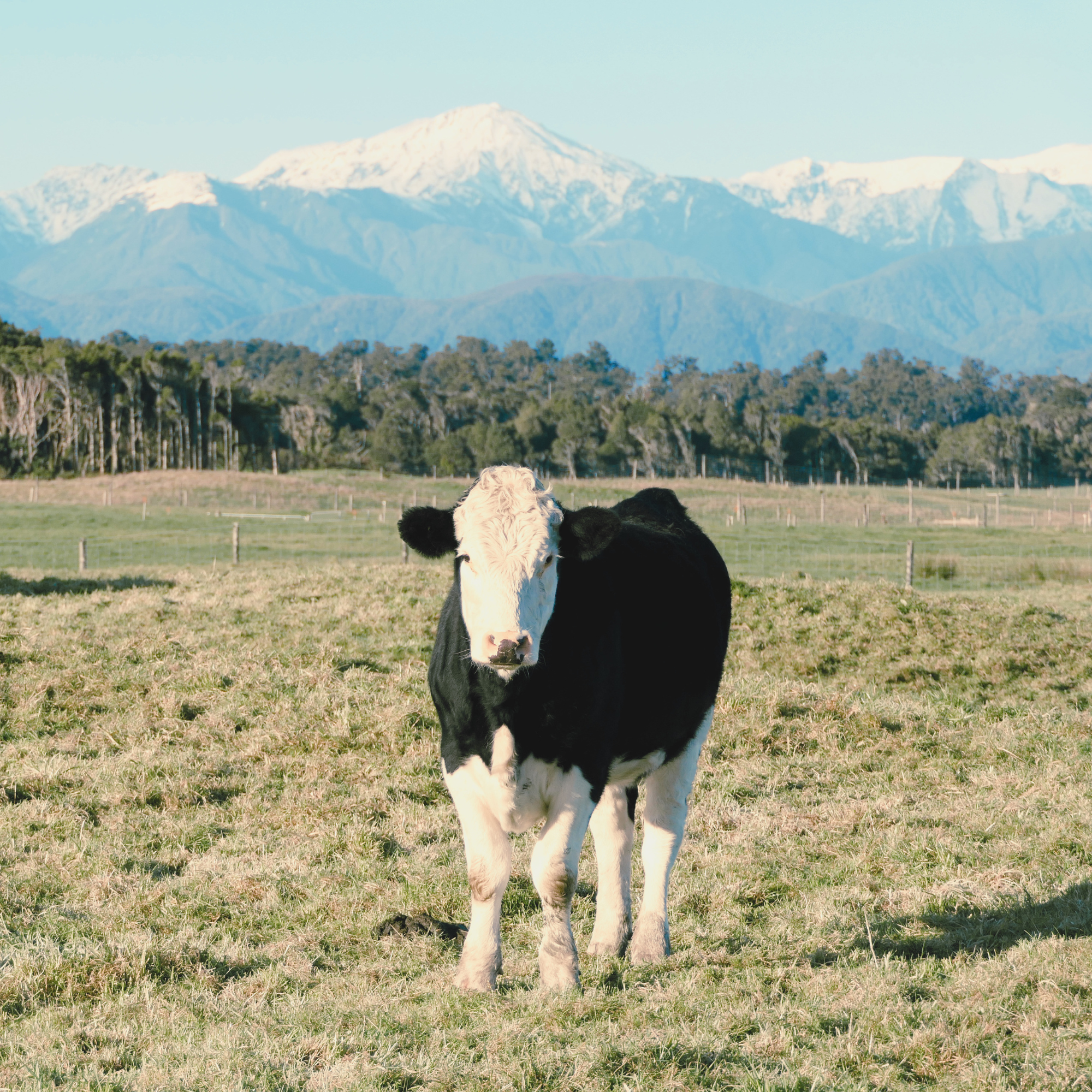 Dairy_cow.png